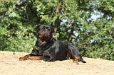 ROTTWEILER 049